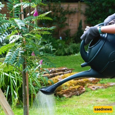 Young Tree Care Tips for the First Year After Planting