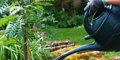 Young Tree Care Tips for the First Year After Planting