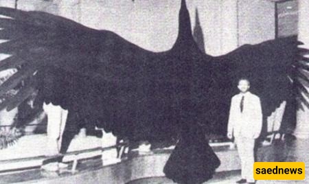 Argentavis