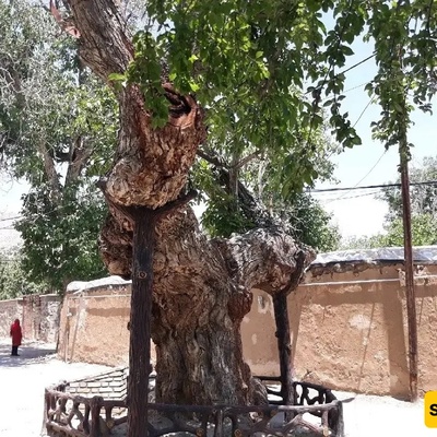 The Rāmstān Walnut Tree: The World's Oldest Walnut at 1,300 Years, Shaped Like a Giant Bow Since the Sasanian Era
