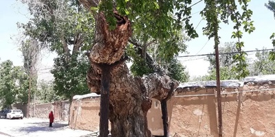 The Rāmstān Walnut Tree: The World's Oldest Walnut at 1,300 Years, Shaped Like a Giant Bow Since the Sasanian Era