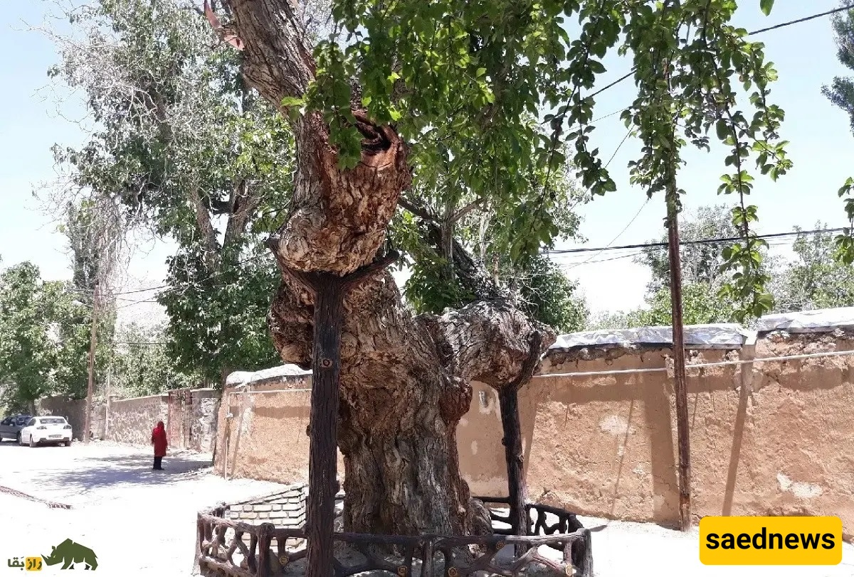The Rāmstān Walnut Tree: The World's Oldest Walnut at 1,300 Years, Shaped Like a Giant Bow Since the Sasanian Era
