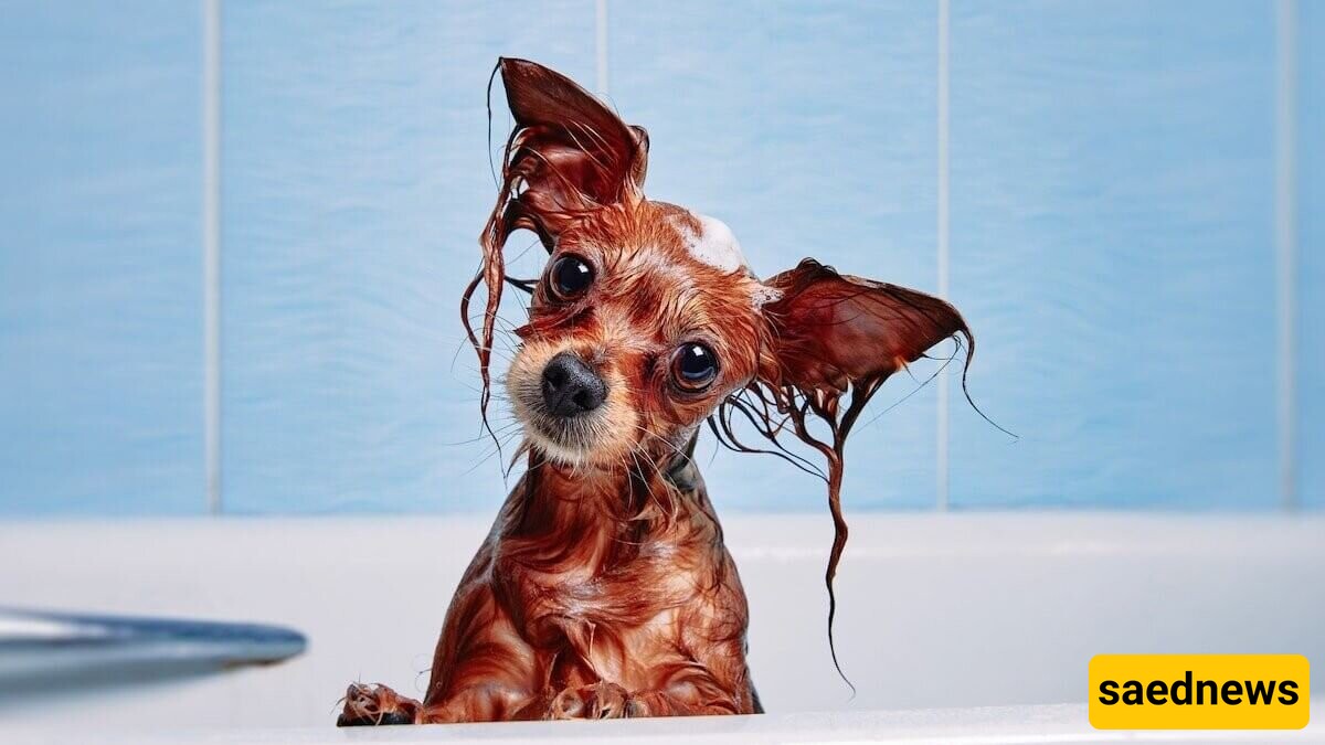 Can I Wash My Dog with Regular Soap and Shampoo?