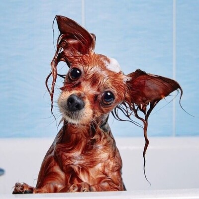 Can I Wash My Dog with Regular Soap and Shampoo?