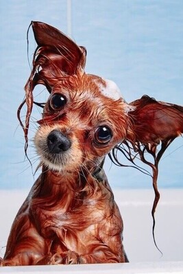 Can I Wash My Dog with Regular Soap and Shampoo?