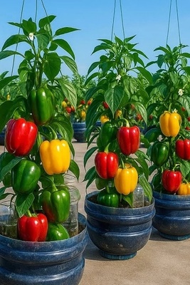 How to Grow and Harvest Bell Peppers in a Soda Bottle on Your Rooftop — Fresh Peppers at Home, This Easy!