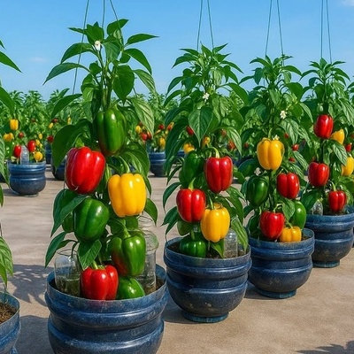 How to Grow and Harvest Bell Peppers in a Soda Bottle on Your Rooftop — Fresh Peppers at Home, This Easy!