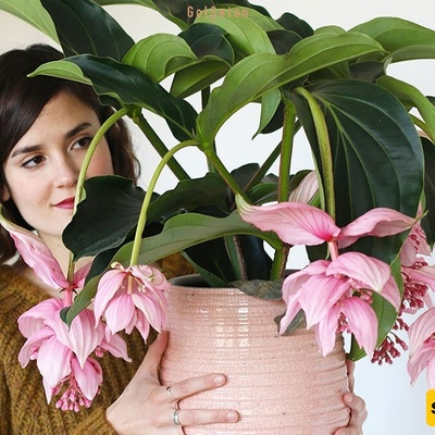 Philippine Orchid Care and Cultivation Conditions