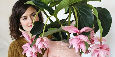 Philippine Orchid Care and Cultivation Conditions