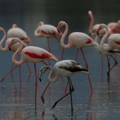 Wildlife Across the Globe: Captured in Different Regions of the World