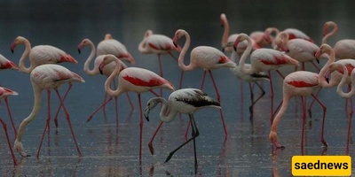 Wildlife Across the Globe: Captured in Different Regions of the World