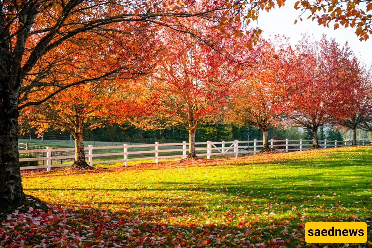 Maple trees