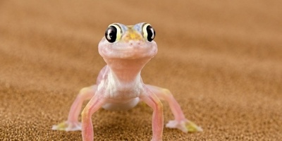 17 Natural Ways to Get Rid of Lizards from Your Home and Yard Using Coffee, Pepper, and Other Household Ingredients