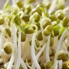 Calories in Mung Bean Sprouts: How many calories are in 100 grams of mung bean sprouts?