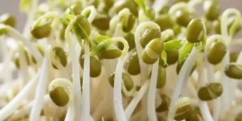Calories in Mung Bean Sprouts: How many calories are in 100 grams of mung bean sprouts?