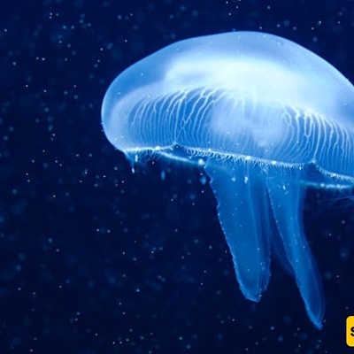The Animal That Can Live Without a Brain