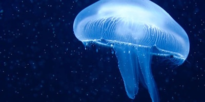 The Animal That Can Live Without a Brain