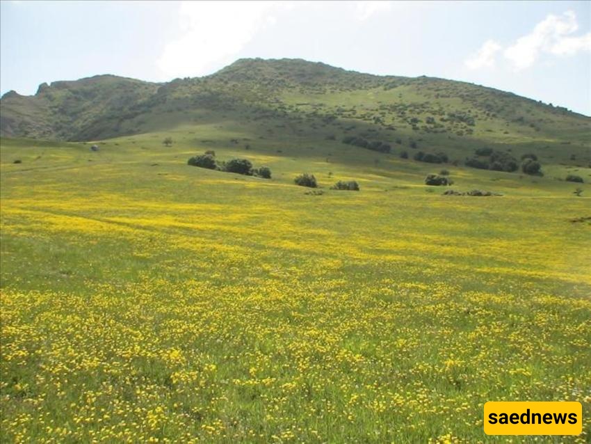 Susen-ol-Chalcheragh Meadow