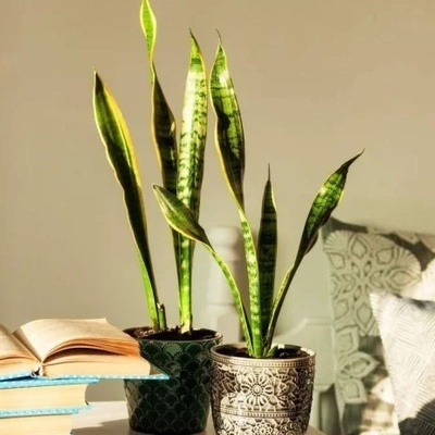 How to Prevent Sansevieria Leaves from Curling – Restore Striking Beauty to Your Home + Photos