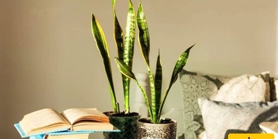 How to Prevent Sansevieria Leaves from Curling – Restore Striking Beauty to Your Home + Photos