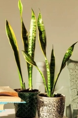 How to Prevent Sansevieria Leaves from Curling – Restore Striking Beauty to Your Home + Photos