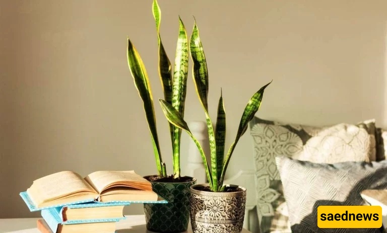How to Prevent Sansevieria Leaves from Curling – Restore Striking Beauty to Your Home + Photos