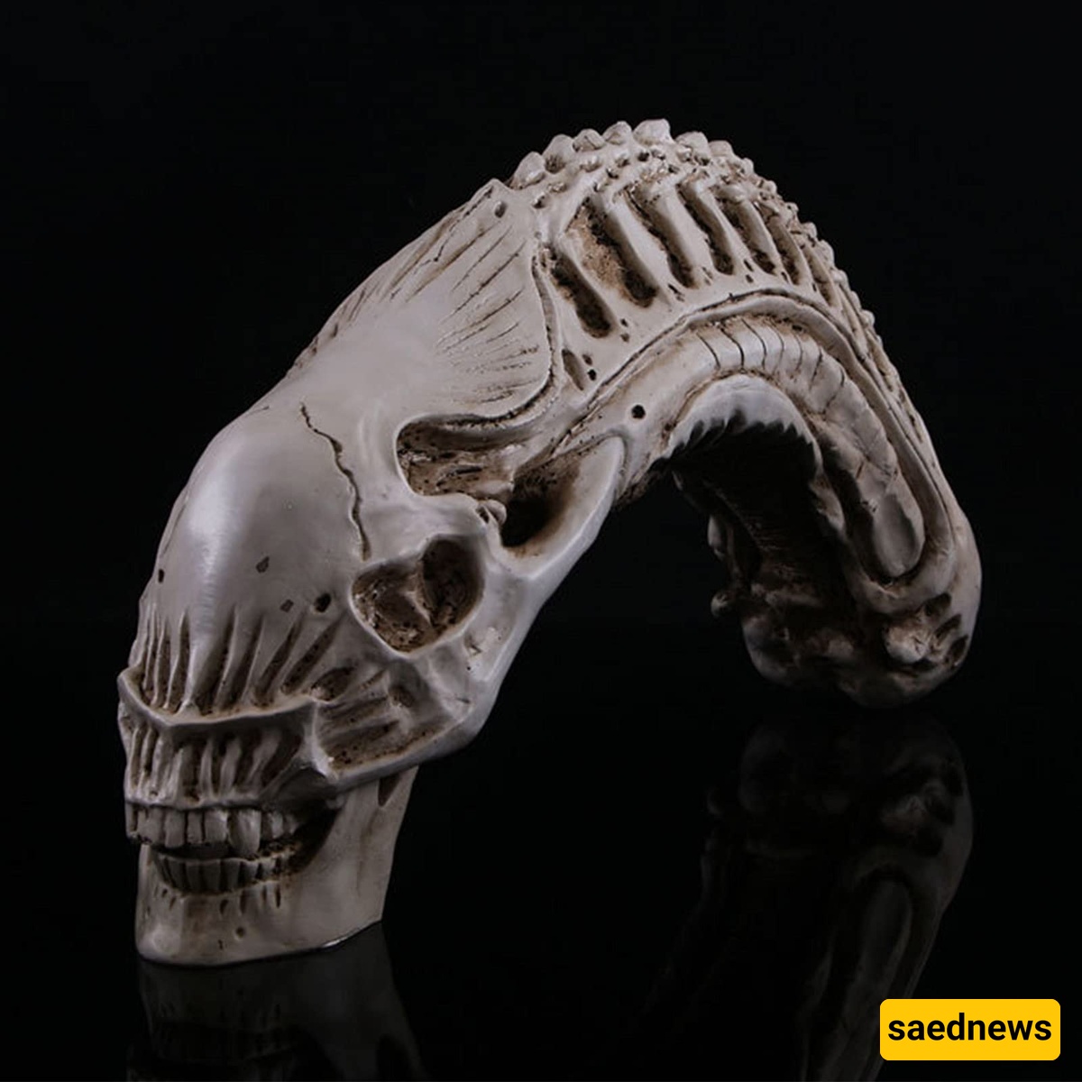 A Mysterious Alien Man’s Skull Found in Iran; Could This Be Evidence of Extraterrestrial Life?! + Photo