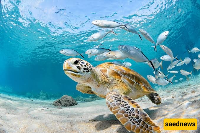 sea turtles