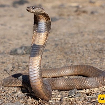 A 122 cm Snake Found Inside a Box of Donated Books (Photo)