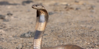 A 122 cm Snake Found Inside a Box of Donated Books (Photo)