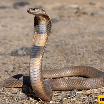 A 122 cm Snake Found Inside a Box of Donated Books (Photo)