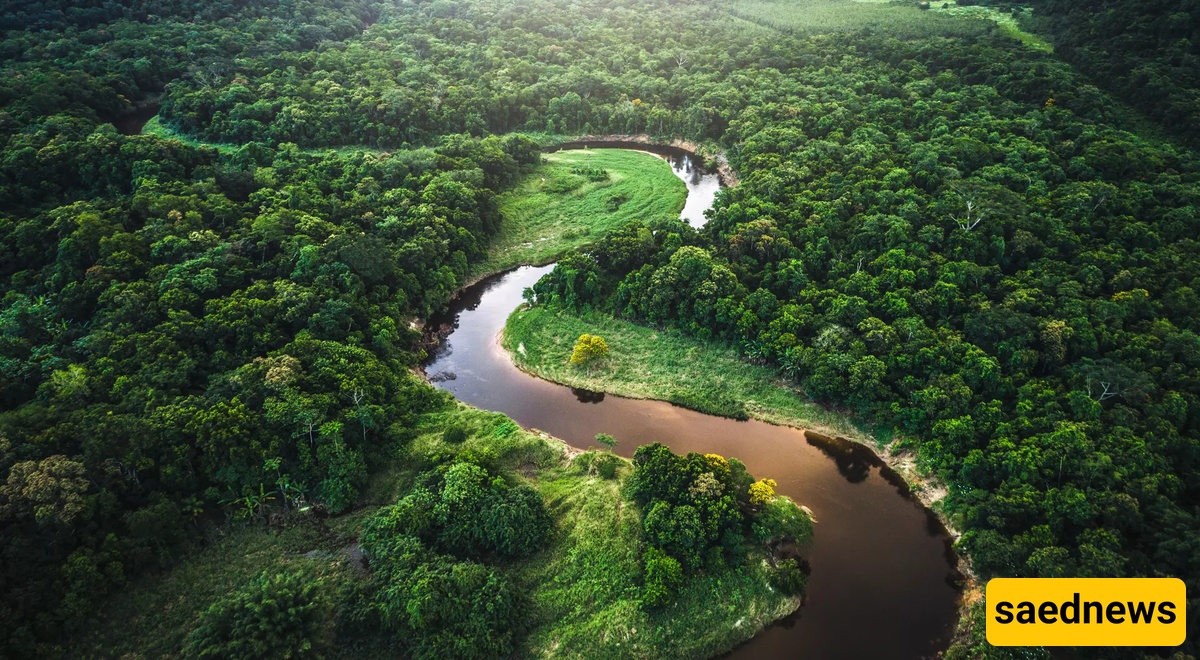 The Amazon Rainforest
