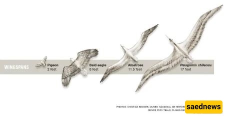 Pelagornis chilensis