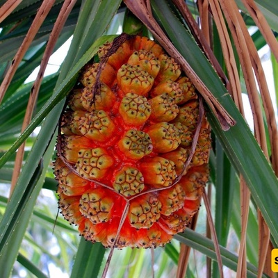 Hala Fruit: Discover This Exotic Tropical Fruit and Its Amazing Health Benefits