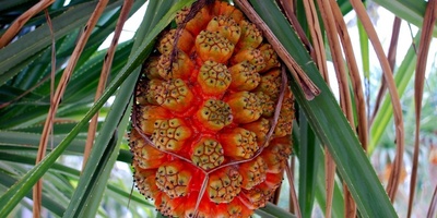 Hala Fruit: Discover This Exotic Tropical Fruit and Its Amazing Health Benefits