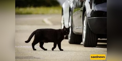 Accidentally Hit an Animal? Here’s the Simple Religious Ruling You Need!