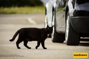Accidentally Hit an Animal? Here’s the Simple Religious Ruling You Need!