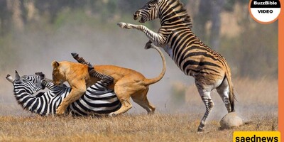 Wildlife Documentary / A Mother Is a Mother in Every Form / The Heroic, Loving Sacrifices of a Brave Zebra to Save Her Foal from the Clutches of a Ruthless Lion!(Video)