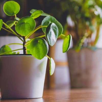 Why Do Some Plants Grow Better in One Room Than Another?