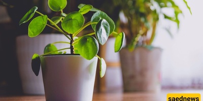 Why Do Some Plants Grow Better in One Room Than Another?