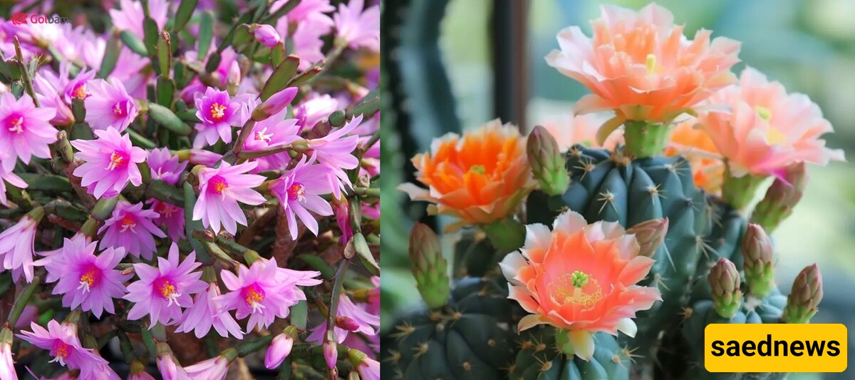 The Most Beautiful Indoor Cacti That Are Easy to Care For and Will Amaze You with Their Flowers