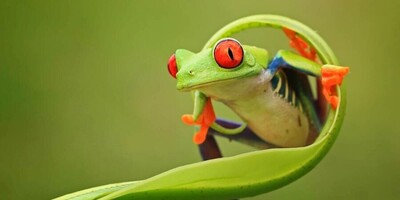 (Video) Wildlife Documentary / This Story: The Cutest and Most Unique Frog in the World / I Can't Believe You Can See Its Heart 😱