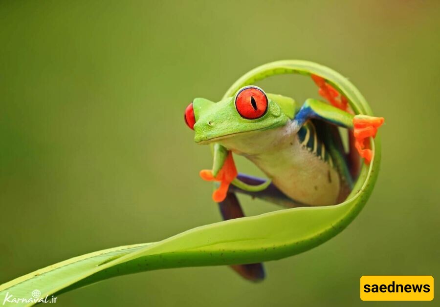 (Video) Wildlife Documentary / This Story: The Cutest and Most Unique Frog in the World / I Can't Believe You Can See Its Heart 😱