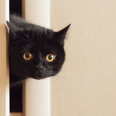 The Curious Tale of the Cat That Foiled the CIA’s Plan: A Costly $20 Million Failure / A Cat Isn’t a Dog—It Won’t Take Orders!