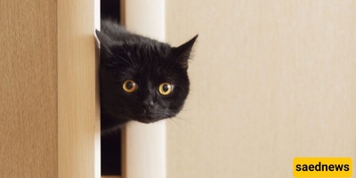 The Curious Tale of the Cat That Foiled the CIA’s Plan: A Costly $20 Million Failure / A Cat Isn’t a Dog—It Won’t Take Orders!