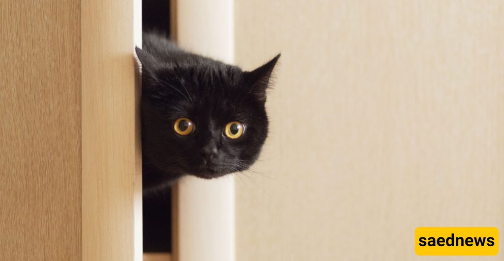 The Curious Tale of the Cat That Foiled the CIA’s Plan: A Costly $20 Million Failure / A Cat Isn’t a Dog—It Won’t Take Orders!