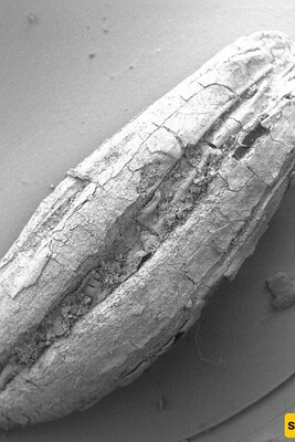 Ancient Farming Site Found in Iran: New Insights into Early Agriculture
