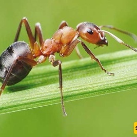 The Astonishing Engineering of Ants: From an 8-Meter-Deep Nest to the Rule of the Queen and Her Worker Army
