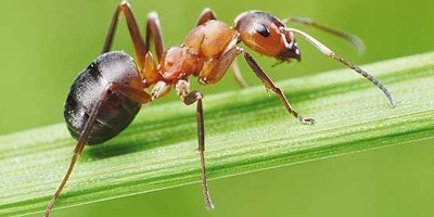 The Astonishing Engineering of Ants: From an 8-Meter-Deep Nest to the Rule of the Queen and Her Worker Army