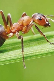 The Astonishing Engineering of Ants: From an 8-Meter-Deep Nest to the Rule of the Queen and Her Worker Army